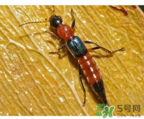 隱翅蟲(chóng)和蚊蟲(chóng)的區(qū)別？隱翅蟲(chóng)和蚊蟲(chóng)有什么不一樣？