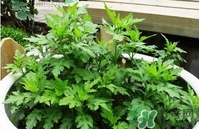 菊花腦是什么？菊花腦是野菊花嗎