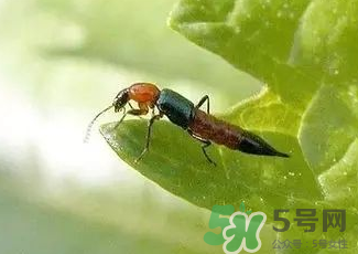 被隱翅蟲咬了后怎么辦？隱翅蟲如何預(yù)防和治療咬傷？