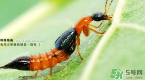 被隱翅蟲咬了后怎么辦？隱翅蟲如何預(yù)防和治療咬傷？