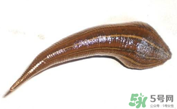 端午節(jié)前后出沒的毒蟲有哪些？端午節(jié)前后如何預(yù)防毒蟲？