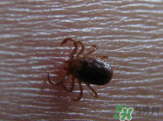 端午節(jié)前后出沒的毒蟲有哪些？端午節(jié)前后如何預(yù)防毒蟲？