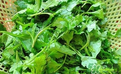 菊花腦有什么好處？菊花腦的功效與作用