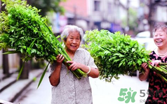 端午節(jié)前后出沒的毒蟲有哪些？端午節(jié)前后如何預(yù)防毒蟲？