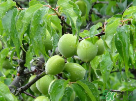 梅子不能和什么一起吃？梅子和什么食物都相克？