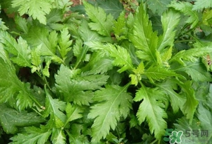 菊花腦怎么種？菊花腦怎么摘