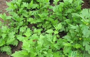 菊花腦怎么做好吃？菊花腦怎么做有營養(yǎng)