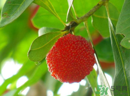 楊梅可以帶上飛機嗎？飛機能帶楊梅嗎？