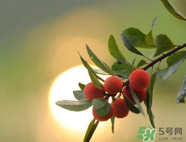 楊梅可以帶上飛機嗎？飛機能帶楊梅嗎？