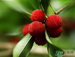 楊梅可以帶上飛機嗎？飛機能帶楊梅嗎？