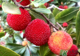 楊梅能放多久？冰凍楊梅可以放多久？