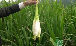 茭白需要焯水嗎？炒茭白要不要焯水