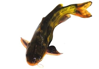 黃顙魚有毒嗎？黃顙魚的營養(yǎng)價(jià)值