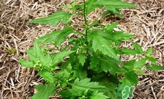 菊花腦有什么好處？菊花腦的功效與作用