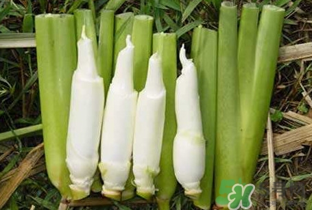 茭白怎么處理？茭白要去皮嗎