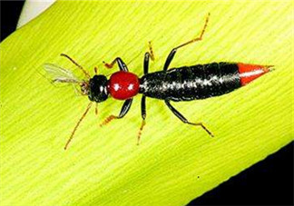 隱翅蟲和蚊蟲的區(qū)別？隱翅蟲和蚊蟲有什么不一樣？