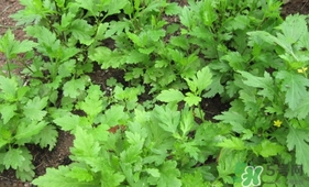 菊花腦孕婦能吃嗎？孕婦可以吃菊花腦嗎