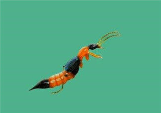 被隱翅蟲咬了后怎么辦？隱翅蟲如何預(yù)防和治療咬傷？