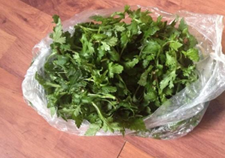 菊花腦怎么種？菊花腦怎么摘