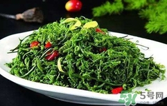 菊花腦怎么種？菊花腦怎么摘