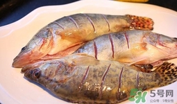 鱖魚是桂魚嗎？鱖魚和桂魚的區(qū)別
