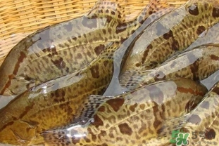 鱖魚是海魚嗎？鱖魚是淡水魚還是海魚