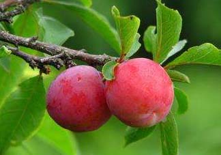 李子變紅能吃嗎？李子變紅是怎么回事？