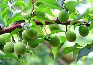 梅子不能和什么一起吃？梅子和什么食物都相克？