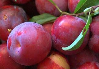 李子和蜂蜜能一起吃嗎？吃了李子可以喝蜂蜜嗎？