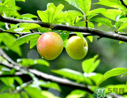 李子和牛奶能一起吃嗎？吃完李子可以喝牛奶嗎？