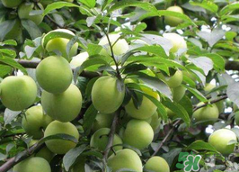 李子和牛奶能一起吃嗎？吃完李子可以喝牛奶嗎？