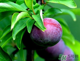 李子和牛奶能一起吃嗎？吃完李子可以喝牛奶嗎？