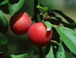 李子和牛奶能一起吃嗎？吃完李子可以喝牛奶嗎？