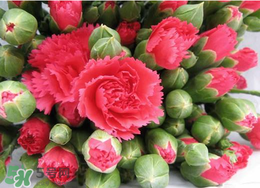 2017年520送什么花好？適合520送給女朋友的花推薦