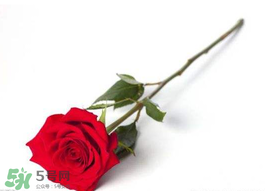 2017年520送什么花好？適合520送給女朋友的花推薦