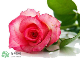 520朵玫瑰花多少錢？2017年520朵玫瑰花的價(jià)格