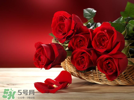 520朵玫瑰花多少錢？2017年520朵玫瑰花的價(jià)格
