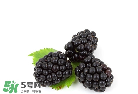 山莓跟黑莓一樣嗎？黑莓貴還是山莓貴？