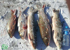 小滿怎么釣魚？小滿釣魚技巧