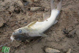 小滿怎么釣魚？小滿釣魚技巧