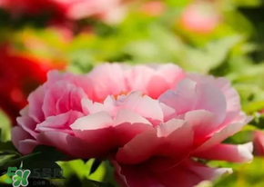 五月份還有牡丹嗎？五月份牡丹花還開嗎？