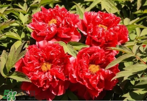 五月份還有牡丹嗎？五月份牡丹花還開嗎？