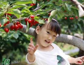 5月份還有櫻桃摘嗎？5月份哪里可以摘櫻桃？