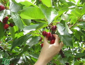 5月份還有櫻桃摘嗎？5月份哪里可以摘櫻桃？