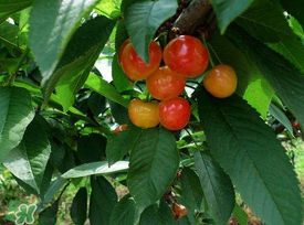 5月份還有櫻桃摘嗎？5月份哪里可以摘櫻桃？