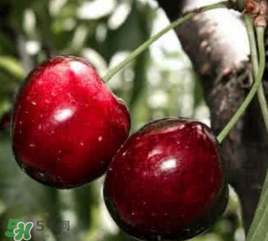 ?五月份還有櫻桃嗎？?五月份的櫻桃能吃嗎？