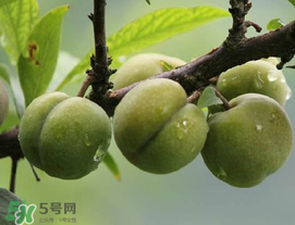 吃李子牙齒酸怎么辦？為什么吃多了李子牙會(huì)酸？