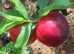 吃李子為什么會拉肚子？拉肚子可以吃李子嗎？