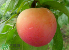 吃李子為什么會拉肚子？拉肚子可以吃李子嗎？