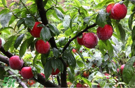 李子能和蝦一起吃嗎？蝦和李子可以一起吃嗎？